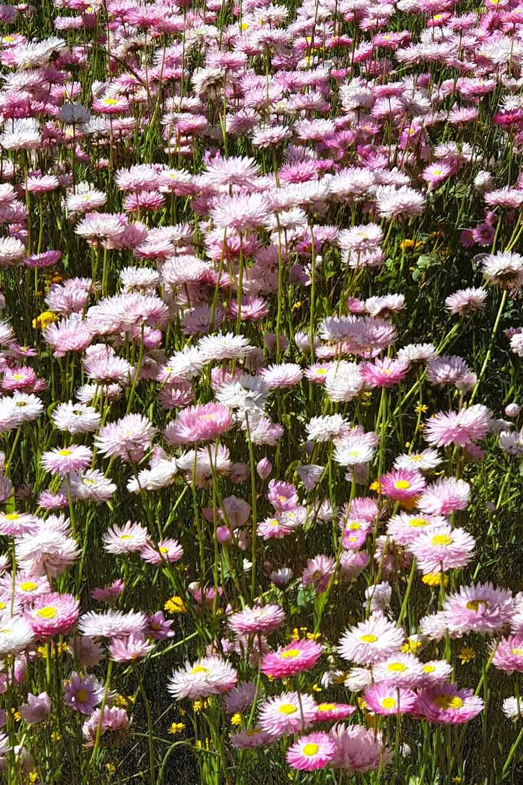 Real pink everlasting daisies at Kings Park Perth — the inspiration behind the Pink Daisy Midi print